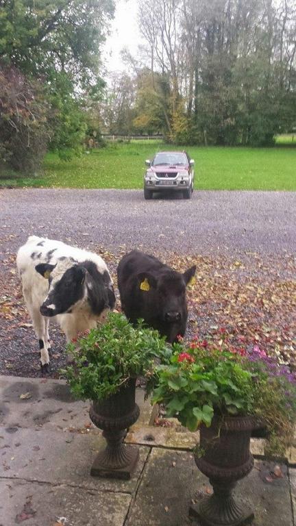 Clonacody House Guest House Clonmel Bagian luar foto